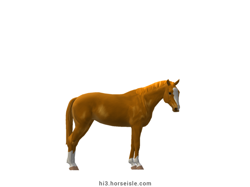 Danish Sport Pony Bright Chestnut Coat